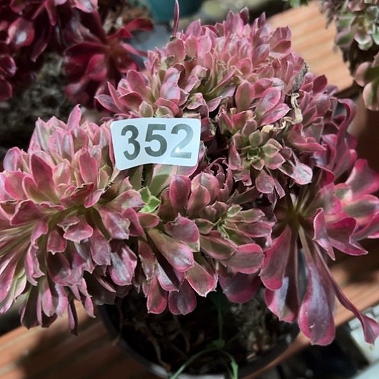 伊***苒多肉植物一个美杜莎