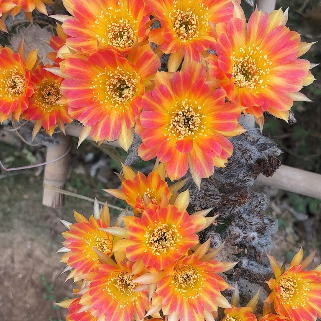 奶昔丽花小小20包邮仙人球