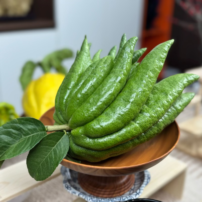 高山新鲜佛手柑天然香氛福寿果观赏性佳品云南直发