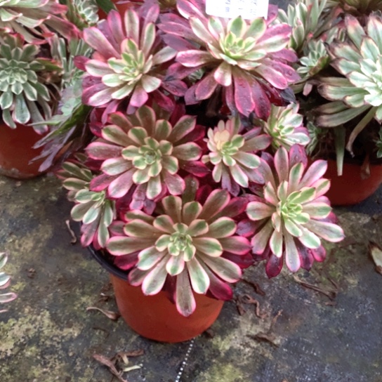 多肉植物美姬109