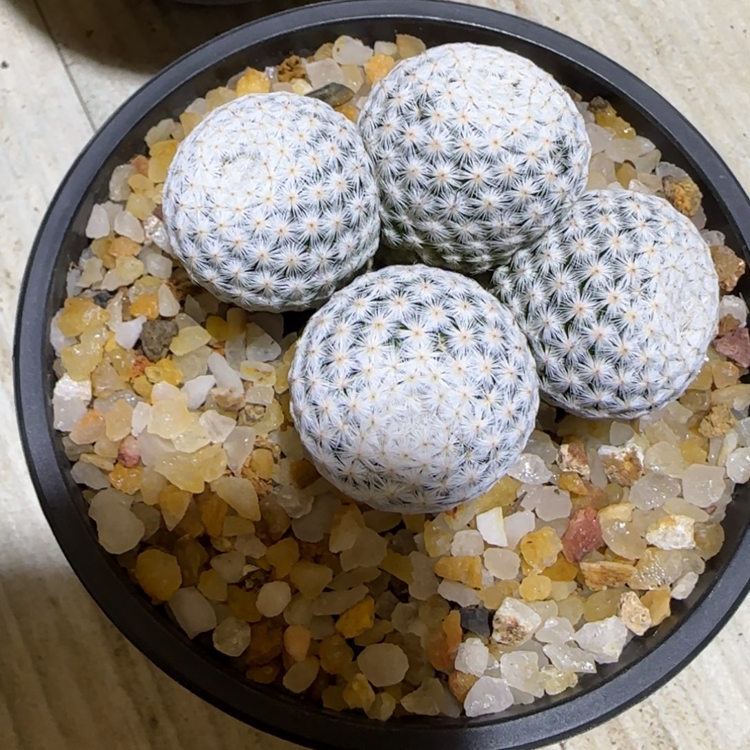 玉***可实生仙人球特价一颗