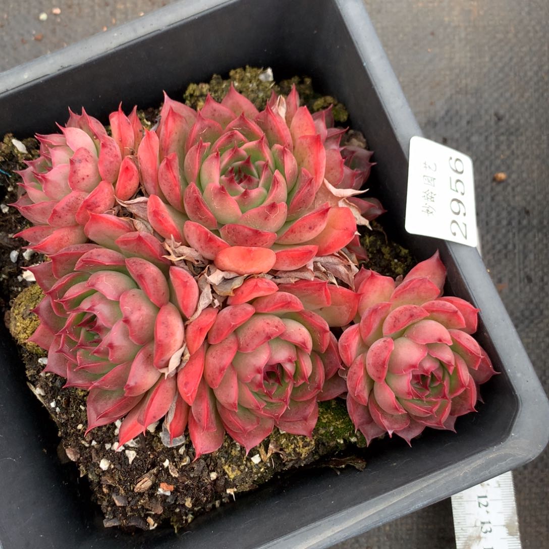 2956杂交多肉老桩