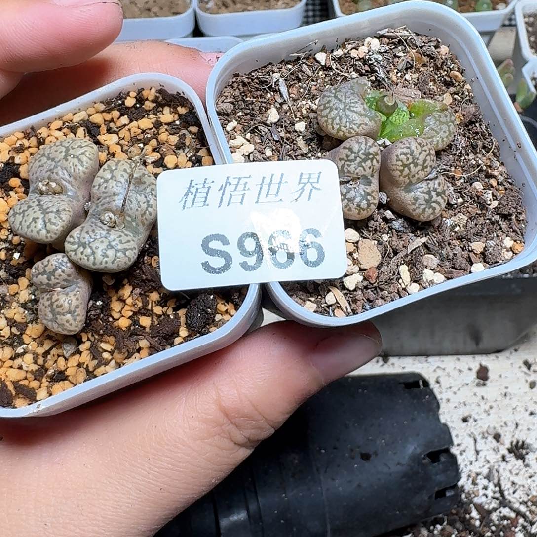 966号多肉植物哇x g