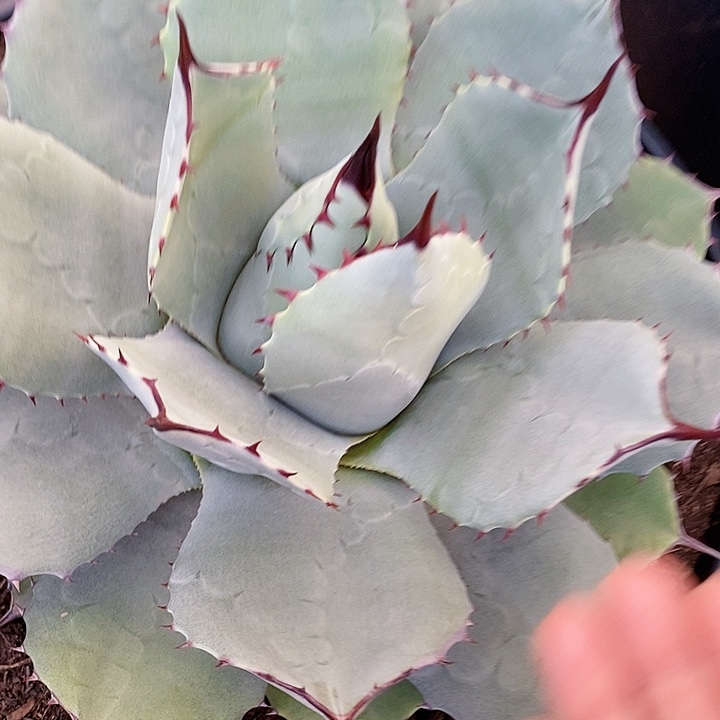 多肉植物龙蛇兰植物