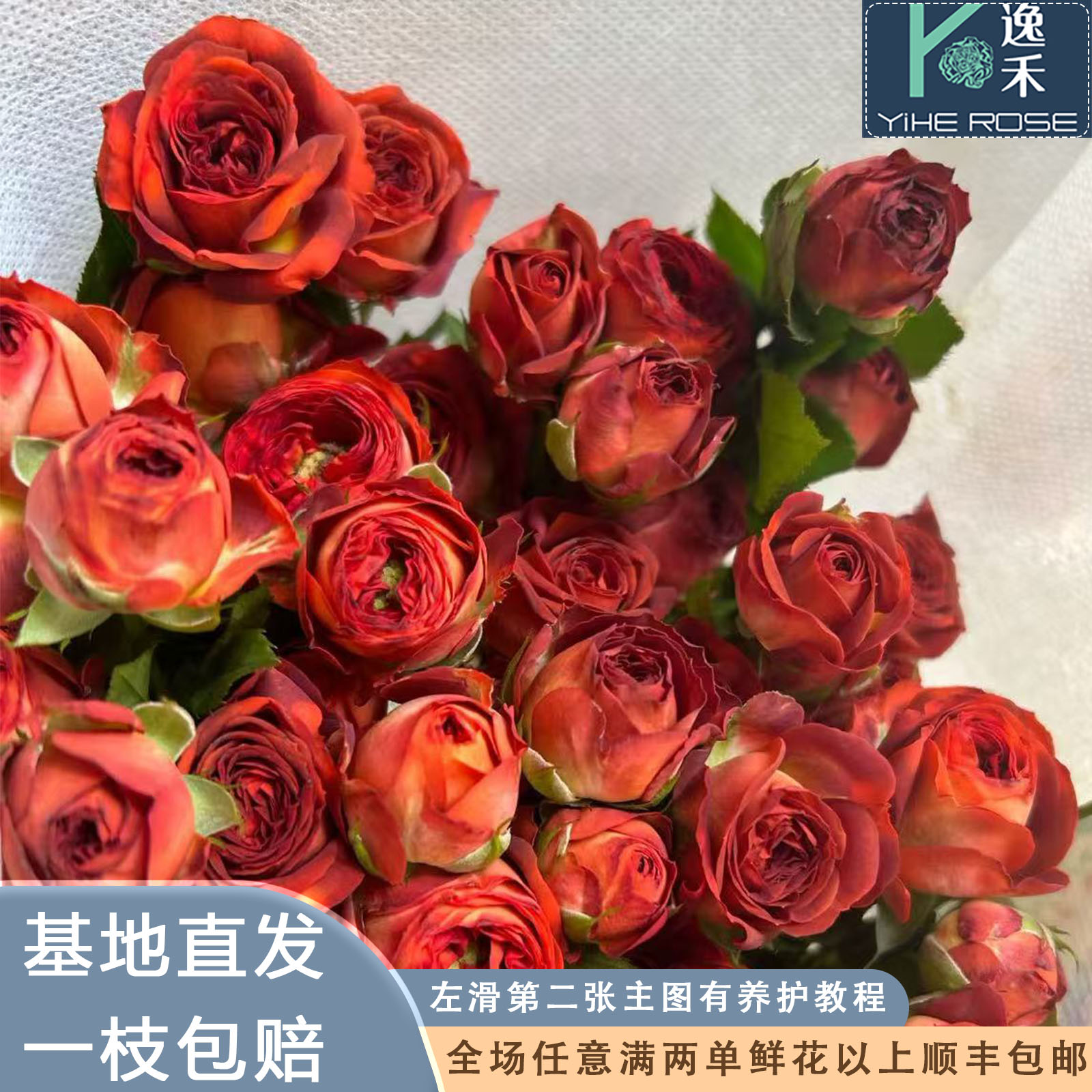 逸禾基地巧克力泡泡多头玫瑰鲜花基地直发2单顺丰再送保鲜剂