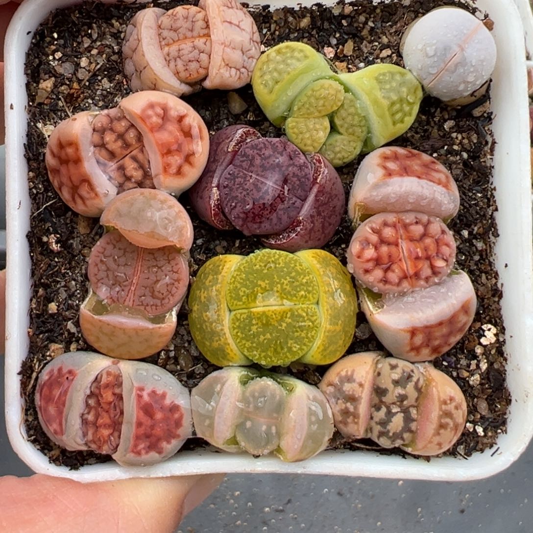 2.13好看的多肉338