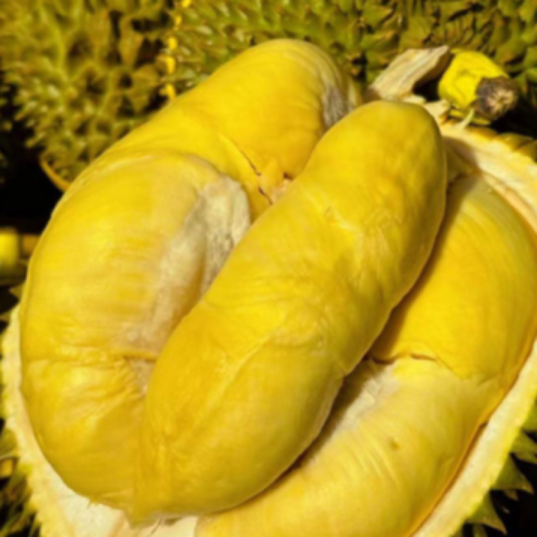 【瑕疵果】泰国进口新鲜金枕榴莲1斤瑕疵果-核小：（特价福利不差评不售后）偏硬介意勿拍榴莲同城送金枕泰国