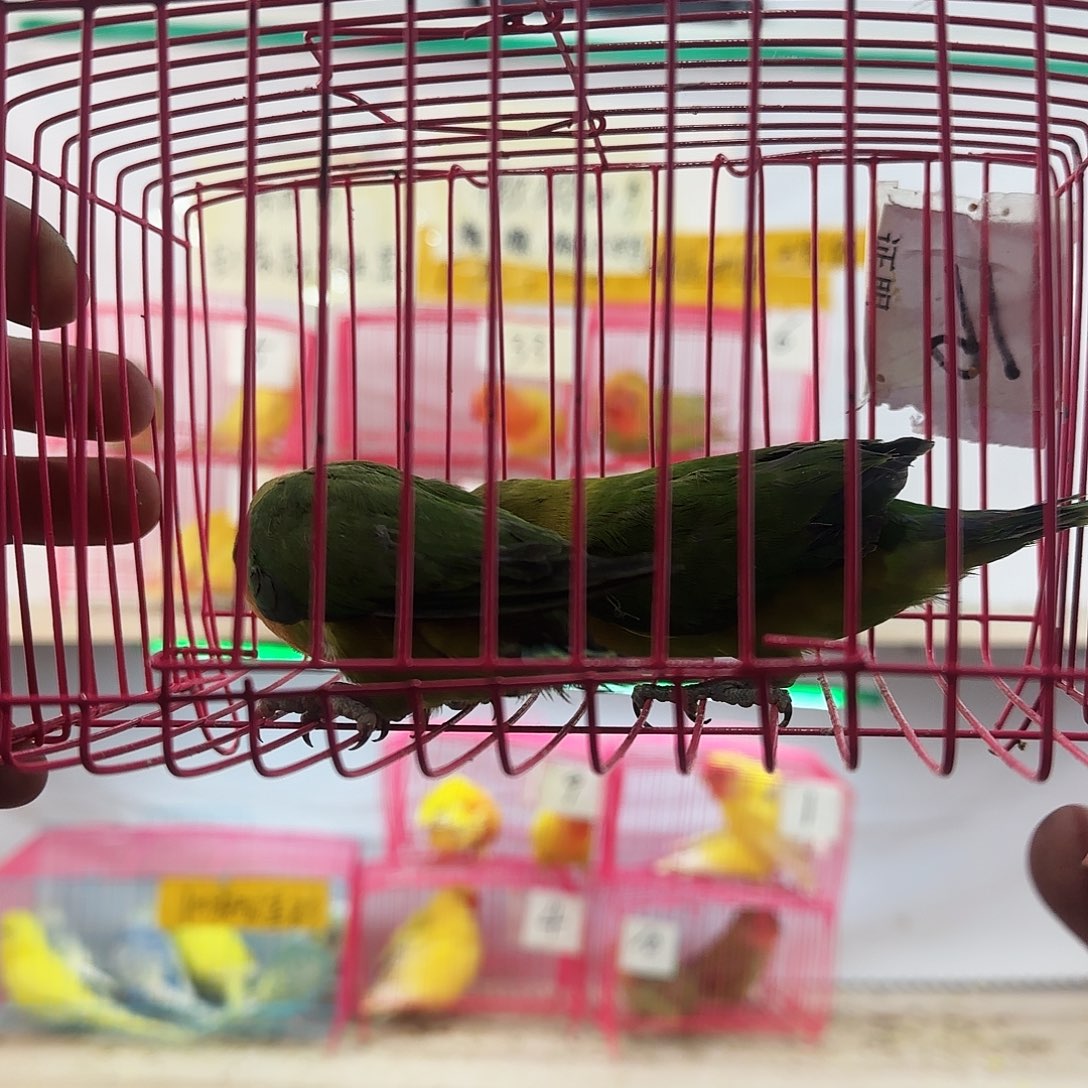 ～***哥桃脸牡丹鹦鹉一物一拍