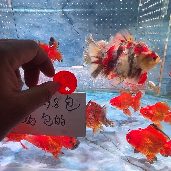 海水鱼短尾将军泰狮