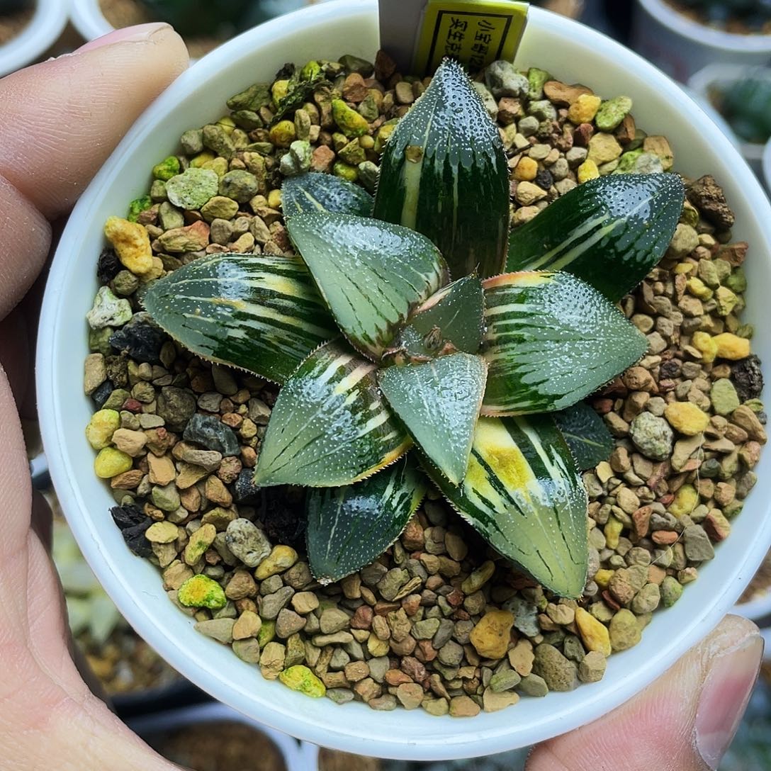 实生克锦十二卷多肉