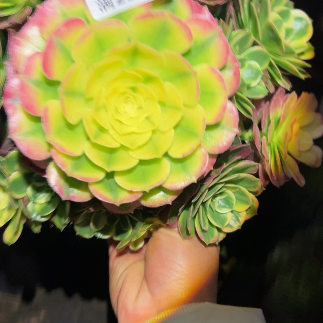 多肉植物714海仙的