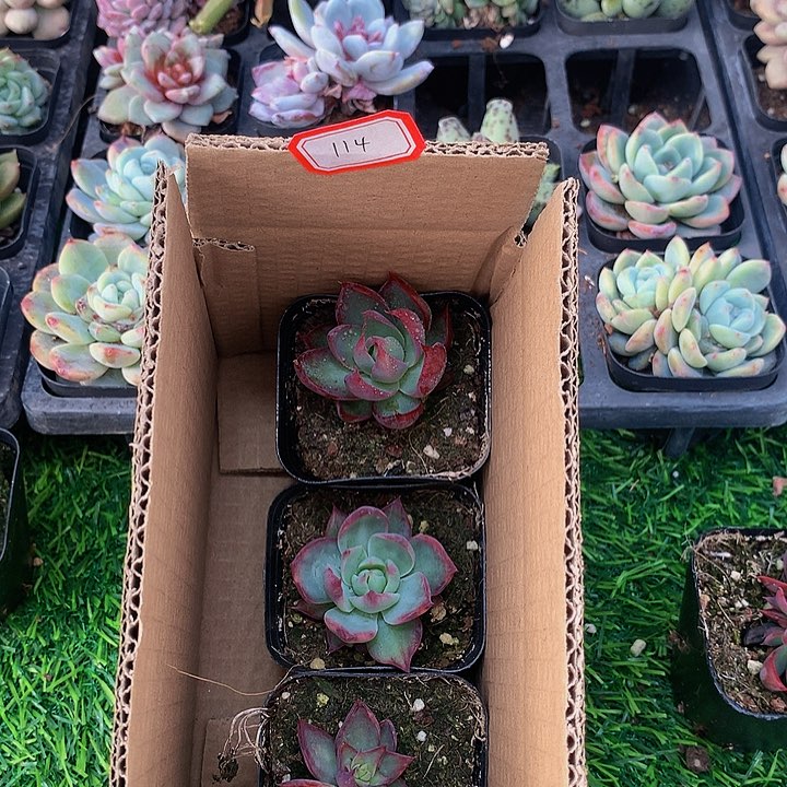 A114惊鸿仙子多肉