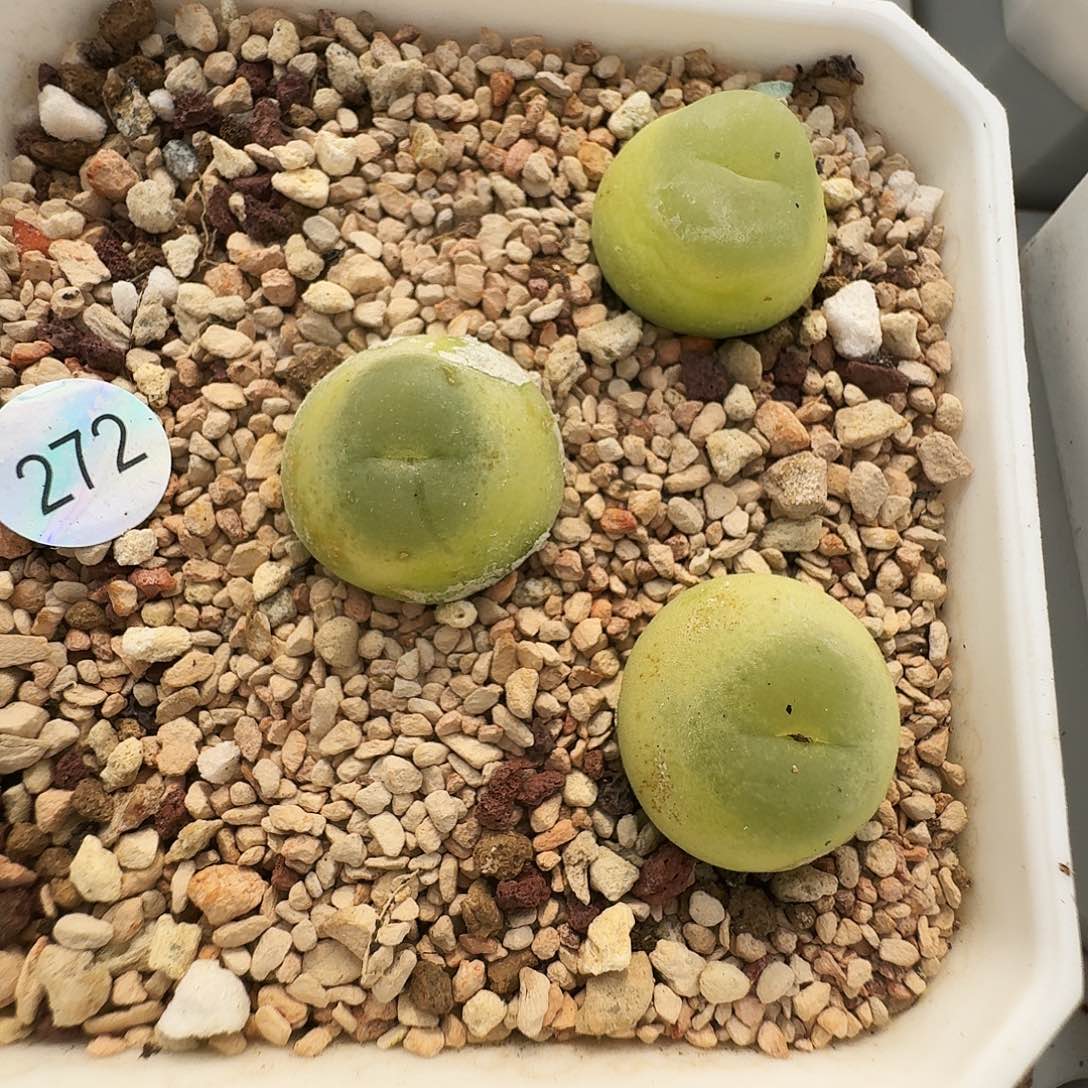 多肉植物福利拉登272