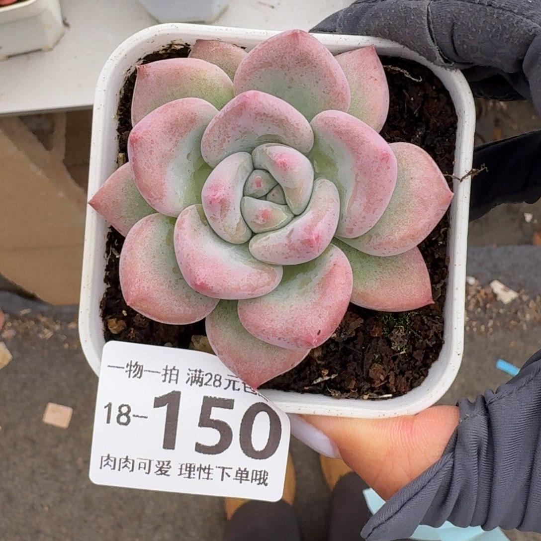 蛋吉无盆土发货无
