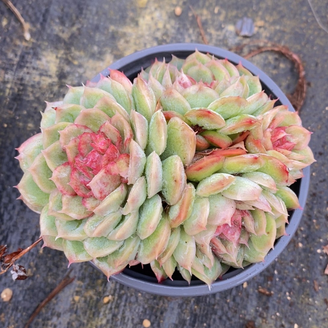 可问主播品种，下滑链接更多品种选择多肉