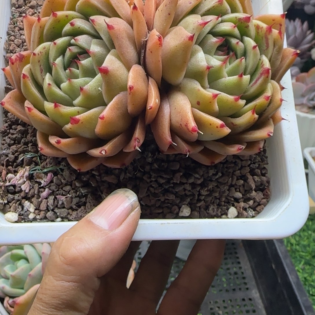 锦安精品多肉植物241