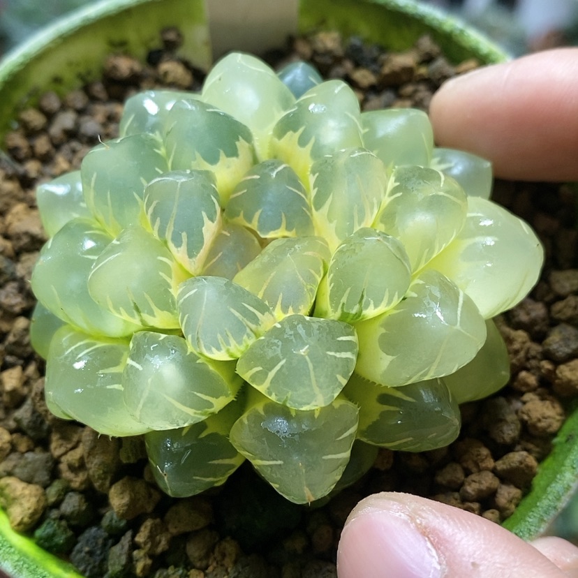 【闪购商品】57糊斑