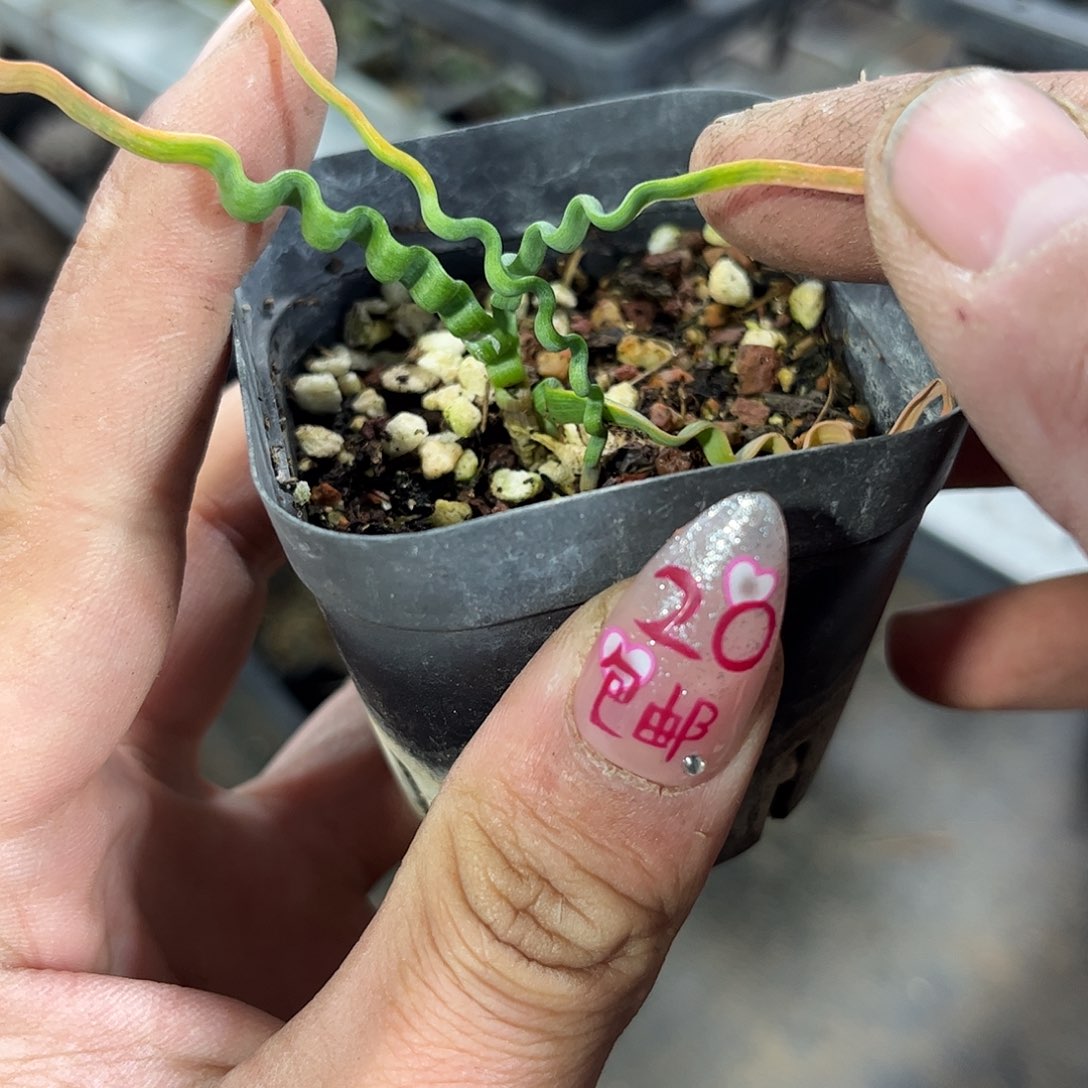 海带弹簧草单头发货