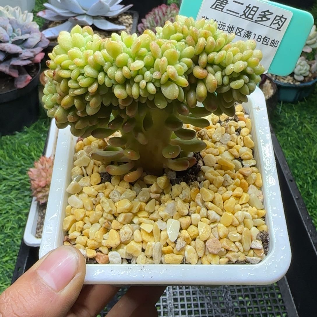 唐二姐多肉编号160