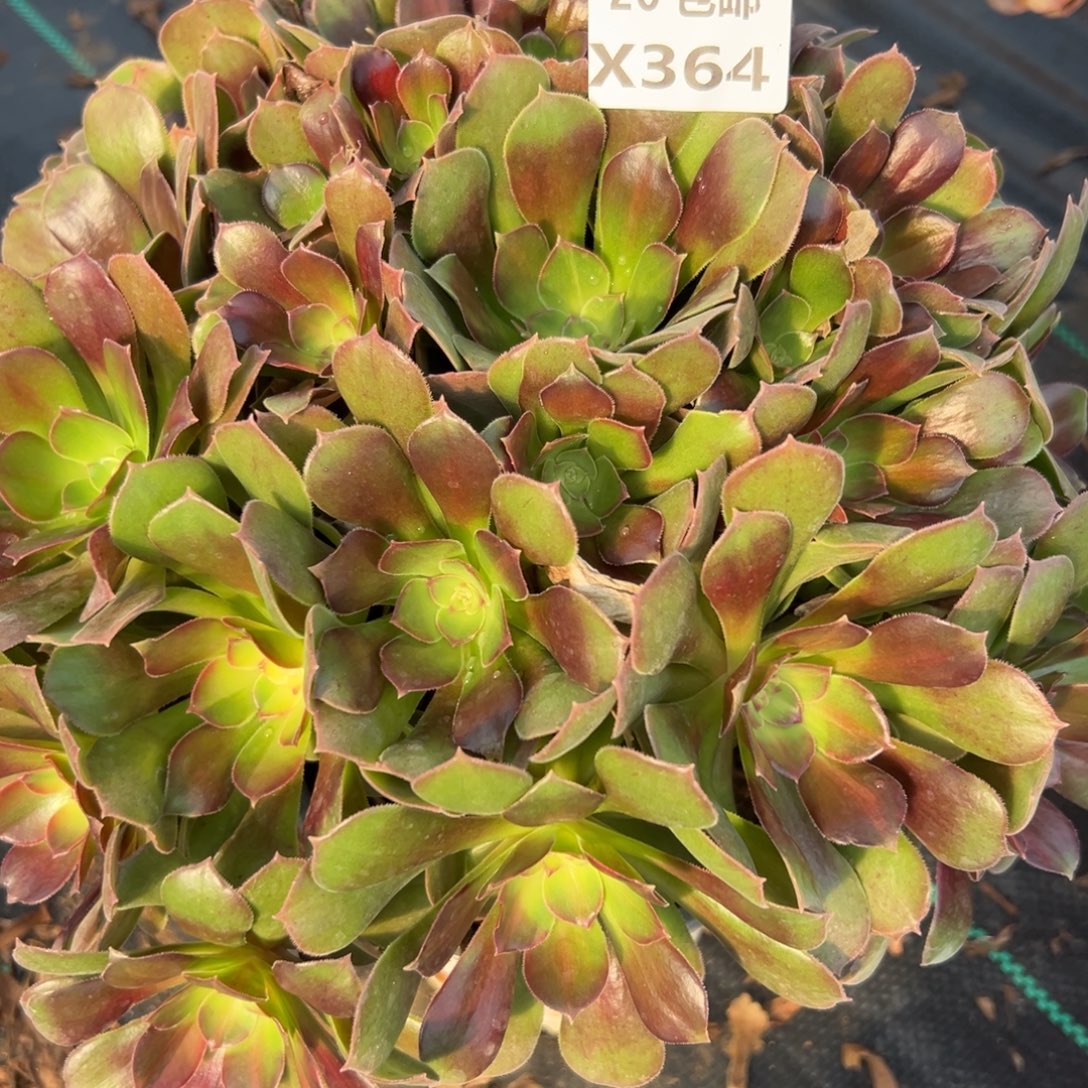 364绍修七彩，满20包邮