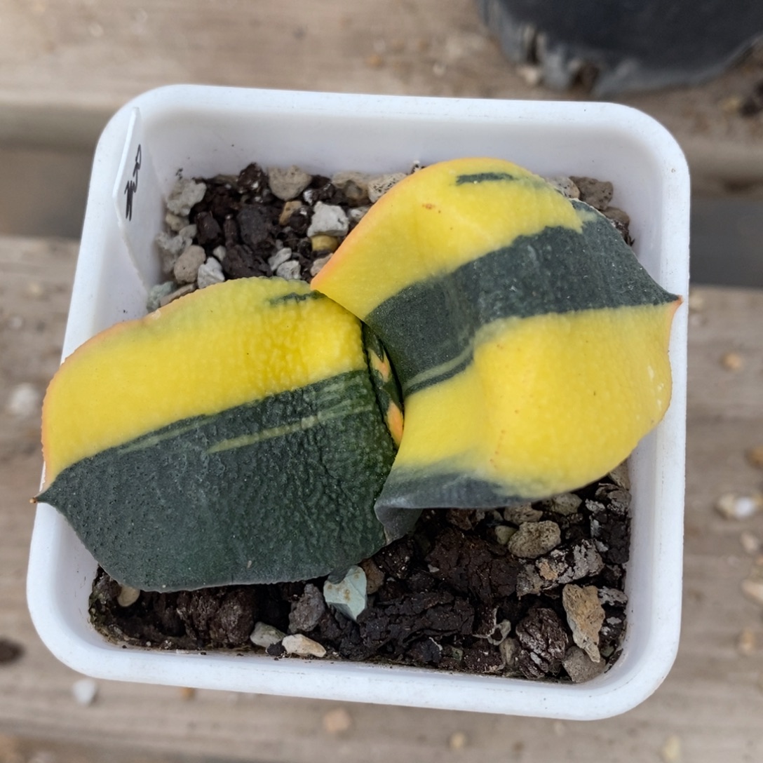 一颗卧牛锦。      