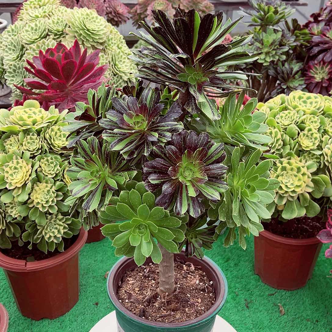 水墨丹青法师评论评论