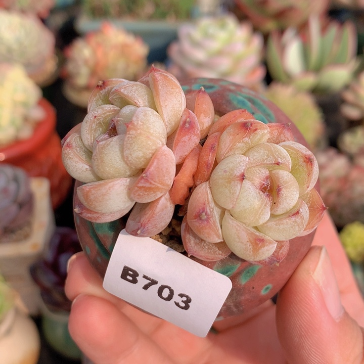 一物一拍含盆土满38包邮B703