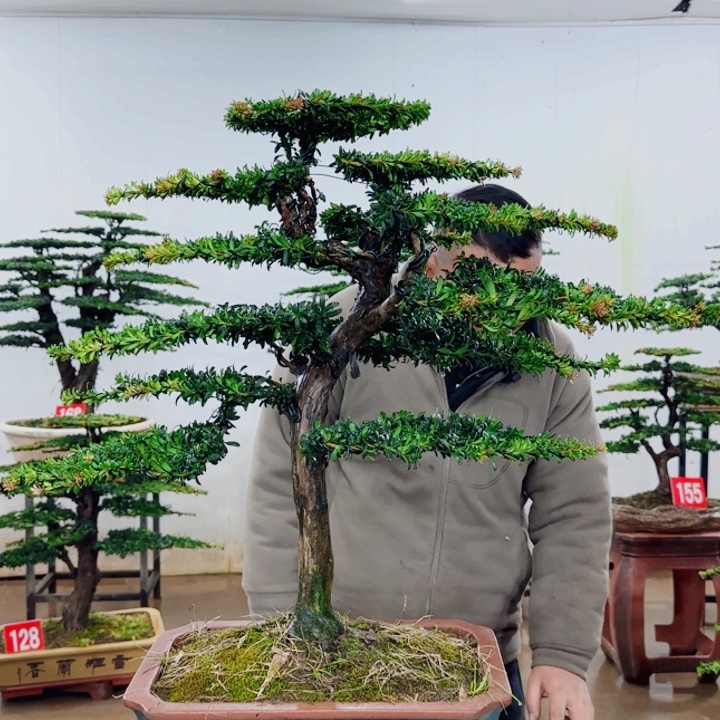 利***喜无花朵盆景园林……