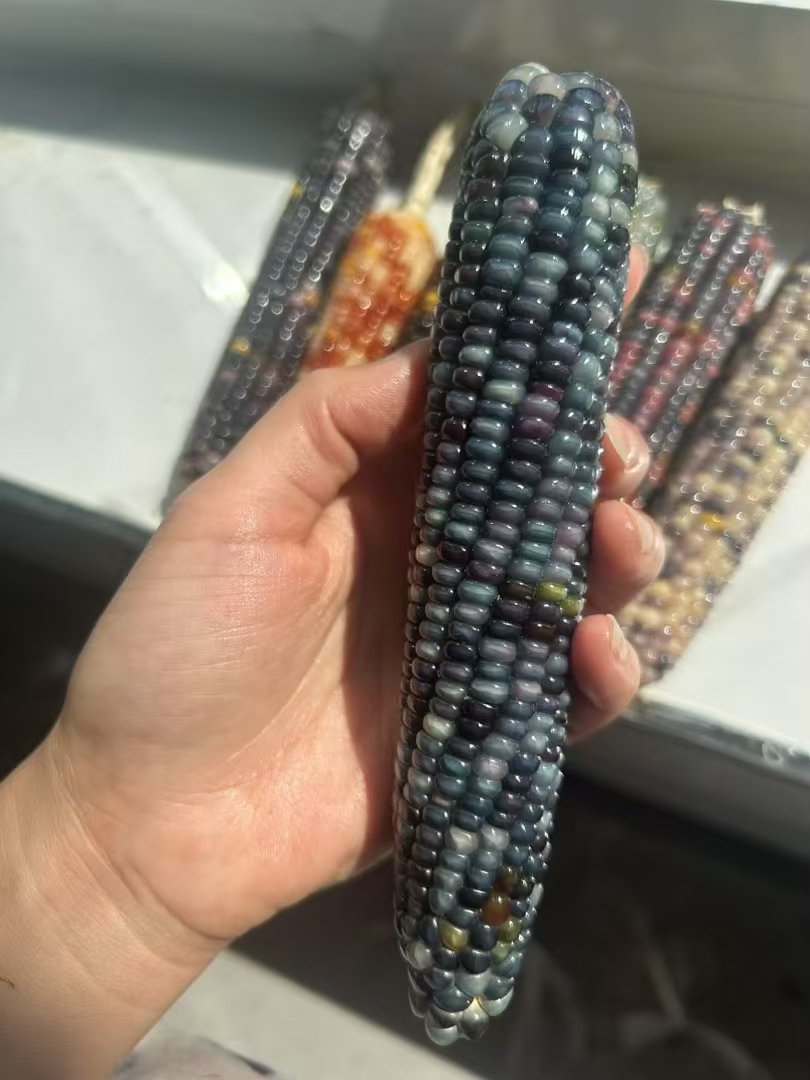 吉祥小玉米可作把玩件与摆件