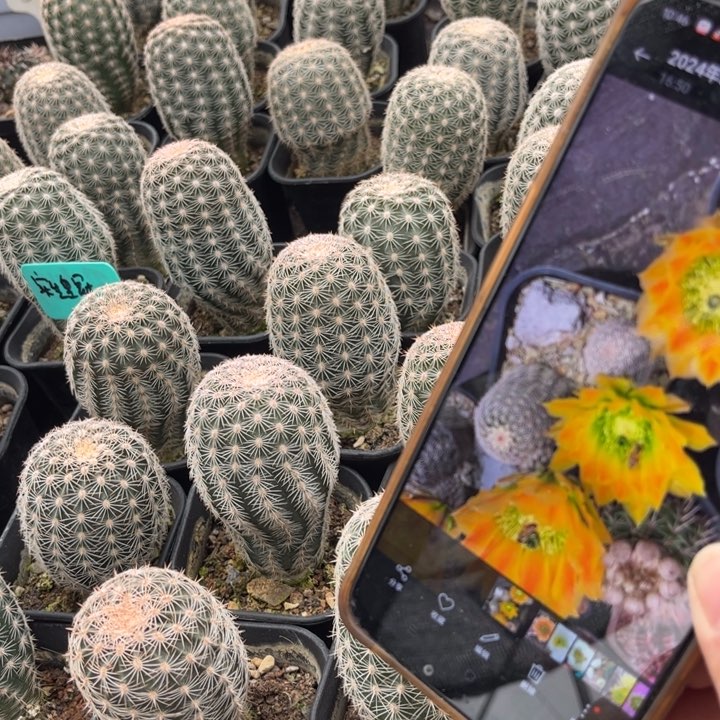 实生皮实好养好活