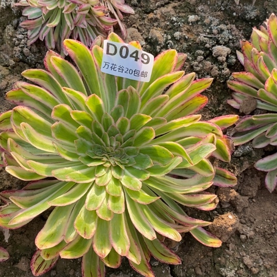 049微锦锦缀多肉植物