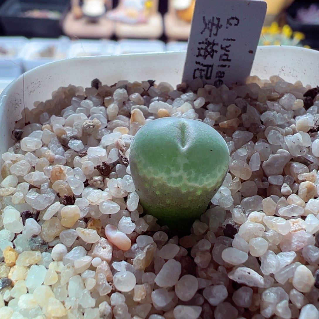 1127-676多肉多日安格