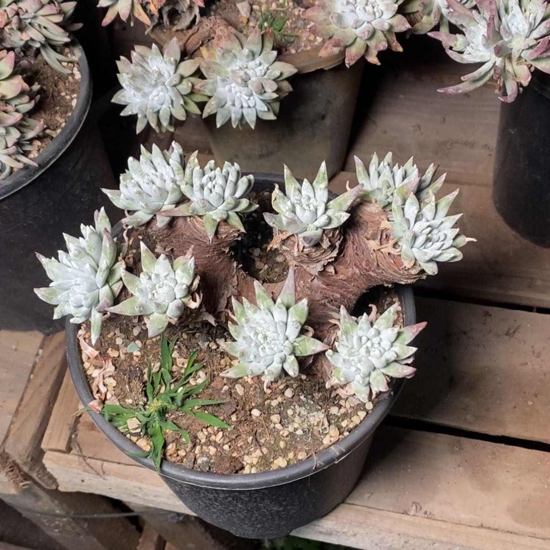 1960白姆哈哈哈哈哈哈哈哈哈多肉