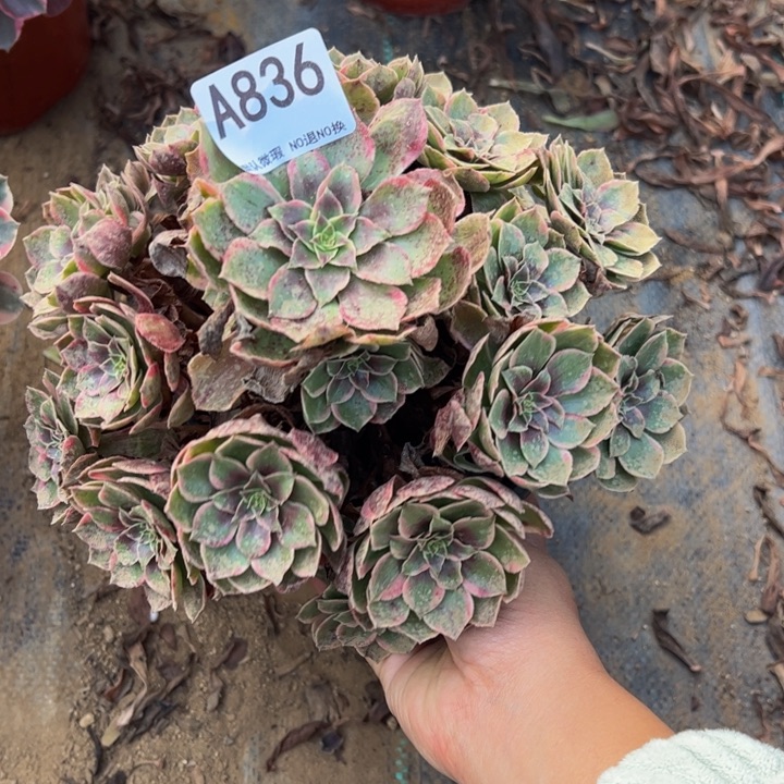 粉花妖多肉植物836.