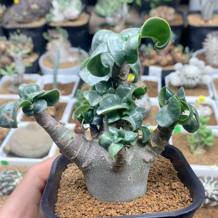 哥斯拉沙漠玫瑰脱土