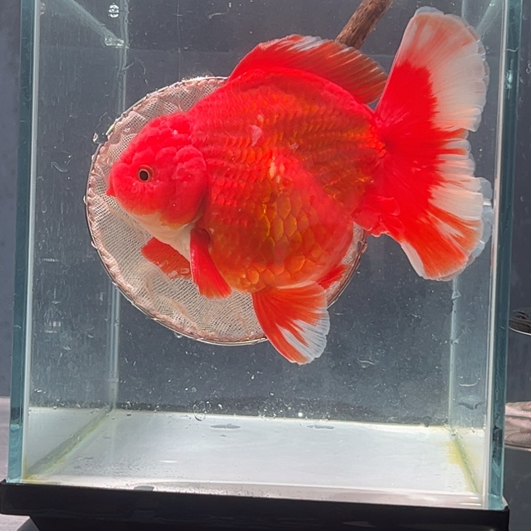 金鱼014655575555698888