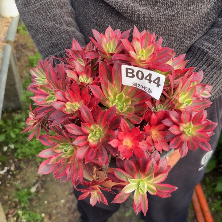 瑞妈，。。。。。？ 044凤凰超白，