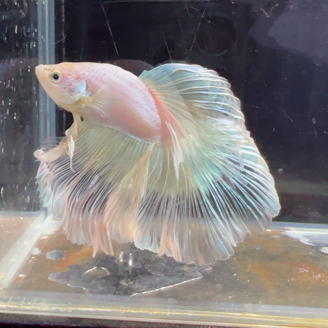 斗鱼浅色特殊尾hhhh