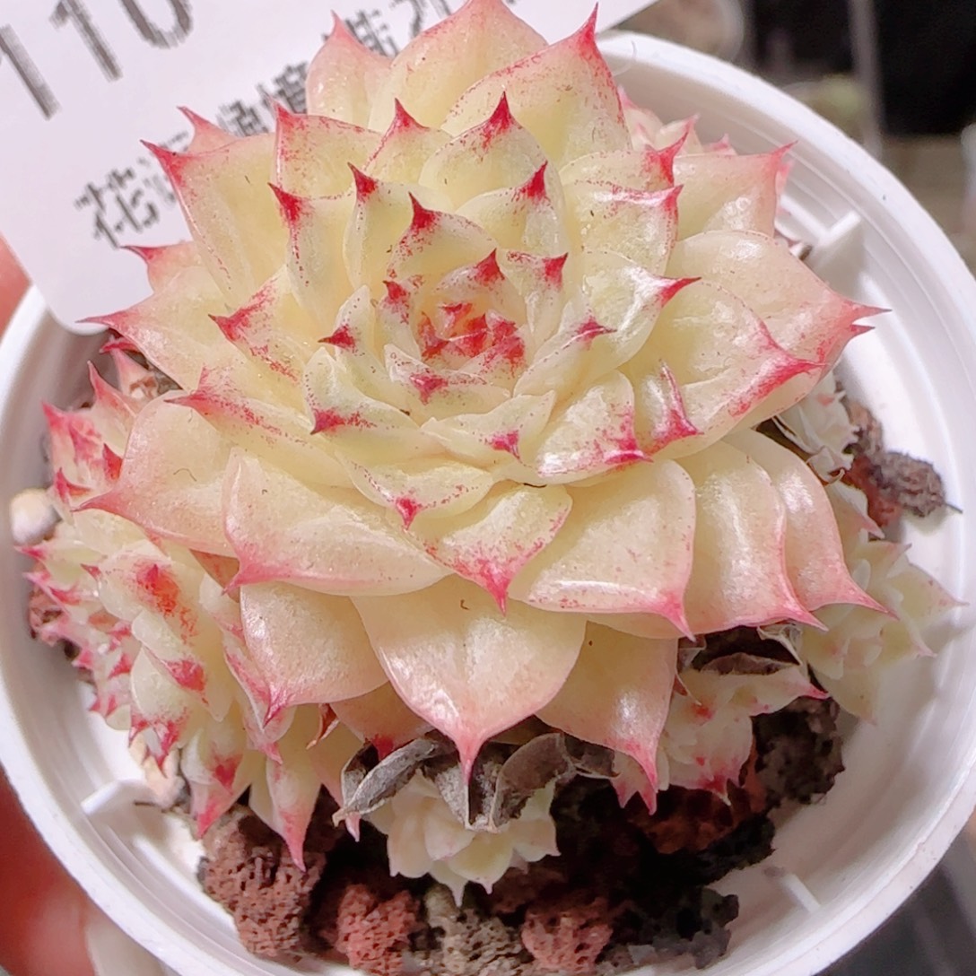 花语多肉1201-110散