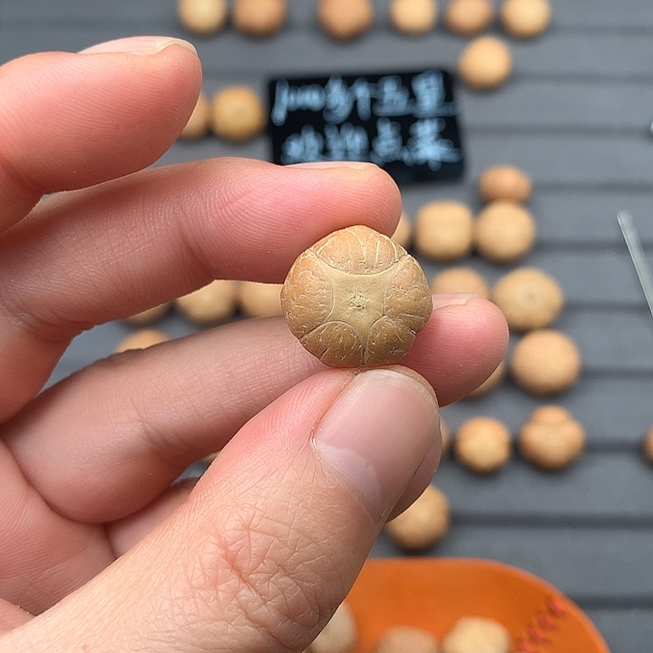 吊坠凤眼菩提18+五星，非质量问题开孔不退