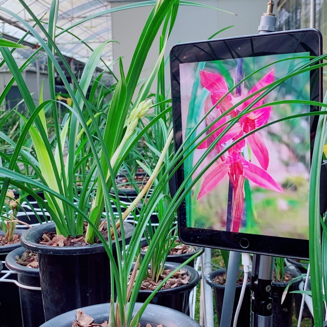 大部分花苞少量开放