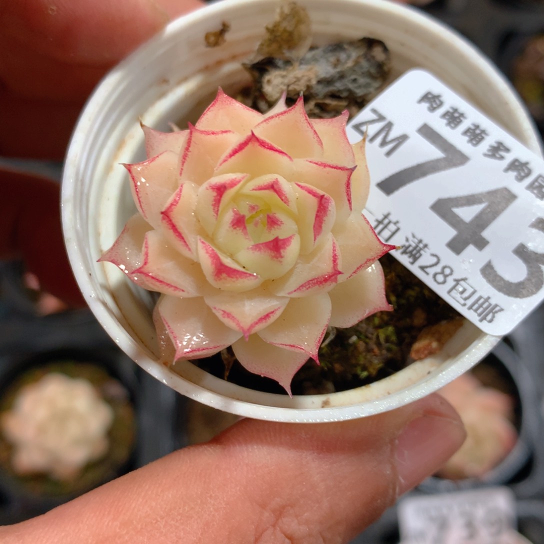 5CM拇指盆精控多肉ZM743