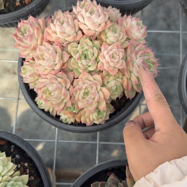 珍妮杂多肉植物绿植