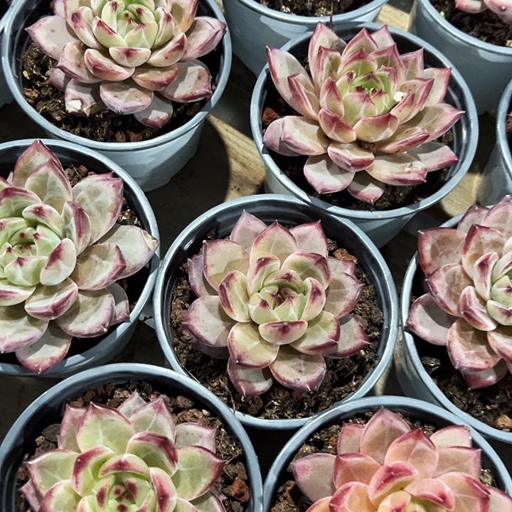 夜魔侠            福利多多