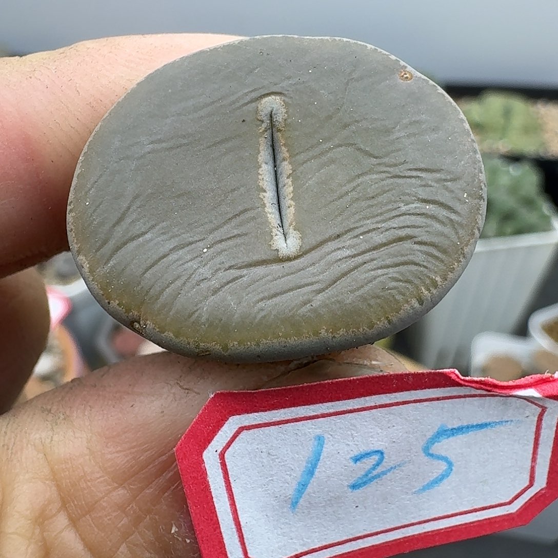 125多肉哈哈哈哈哈哈无边