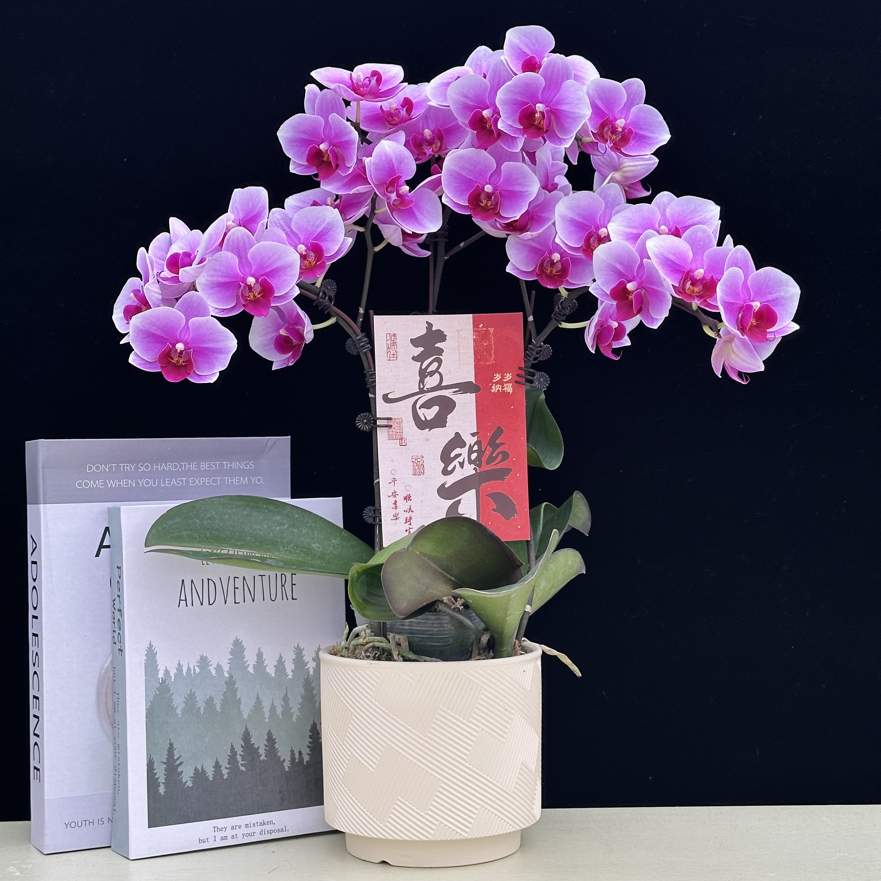精品蝴蝶兰【绝代双骄】选美大赛第三名鲜花盆栽耐养适合观赏 2-3