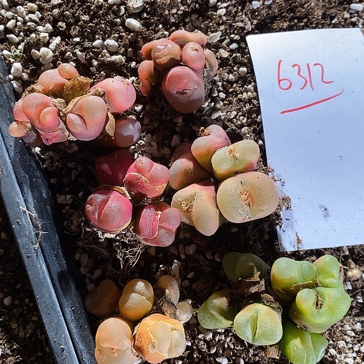 6312。      一组群生蟠桃。    