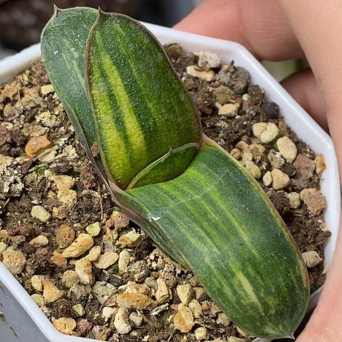 迈***尔不带盆脱土带个无根侧芽