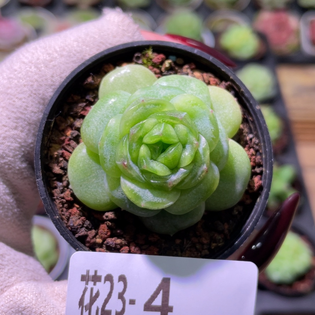 花利美23-4新品珍妮