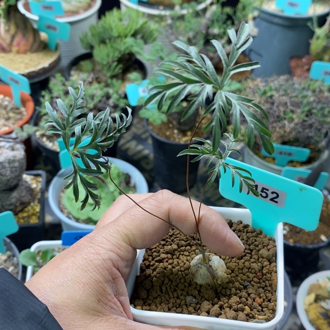旋柄洋葵多肉植物